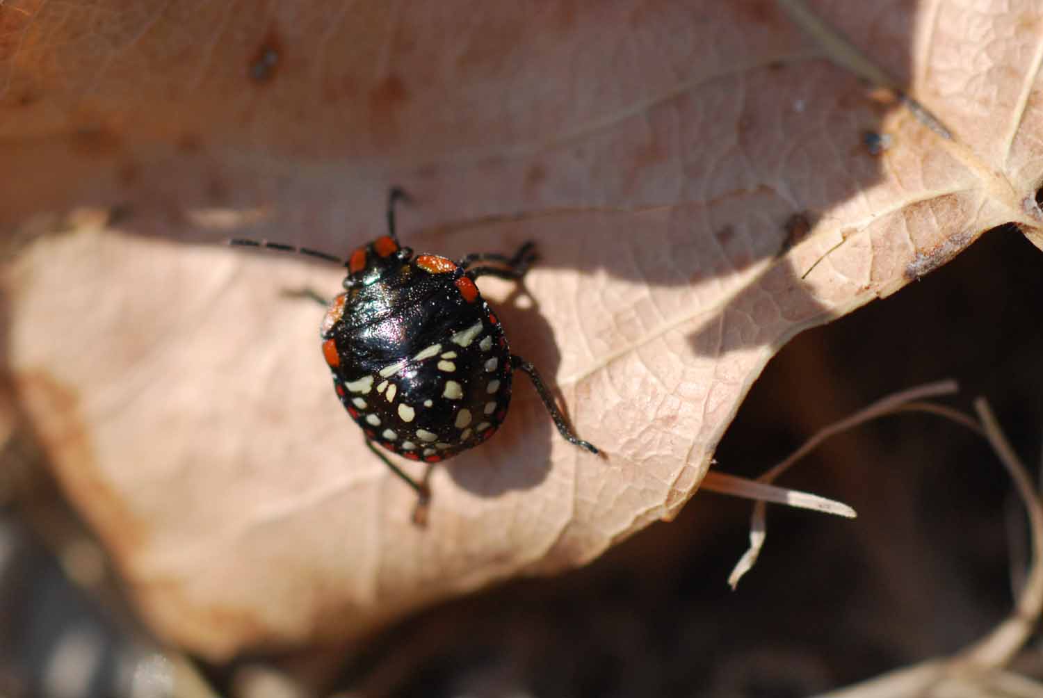 Pentatomidae: neanide di Nezara viridula del Modenese